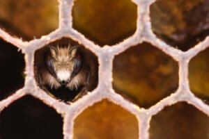Hive Ransomware Gang Loses Its Honeycomb, Thanks to DoJ